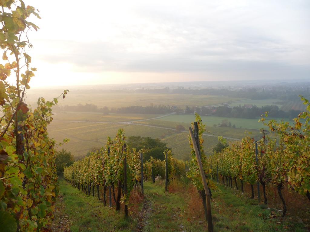 Vignobles Frey-sohler Scherwiller