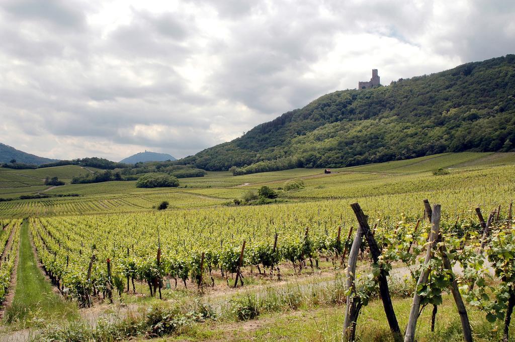Apartment Vignobles Frey-sohler Scherwiller